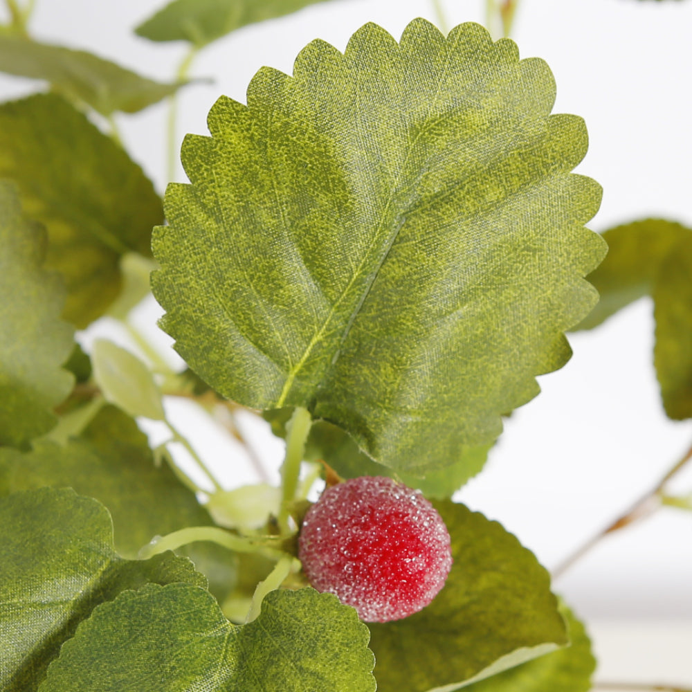 Strawberry Leaf Plant