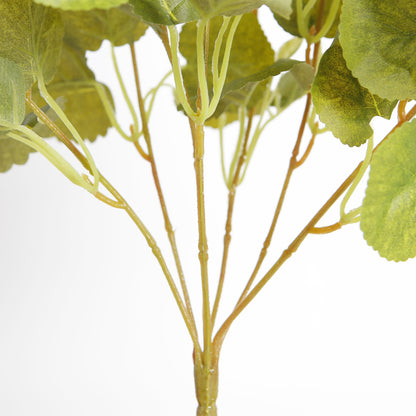 Strawberry Leaf Plant