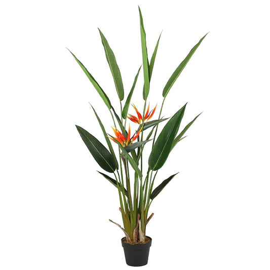 Strelitzia Reginae Home Decor Tropical Tree