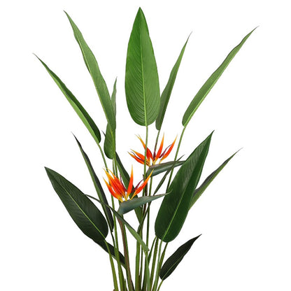 Strelitzia Reginae Home Decor Tropical Tree