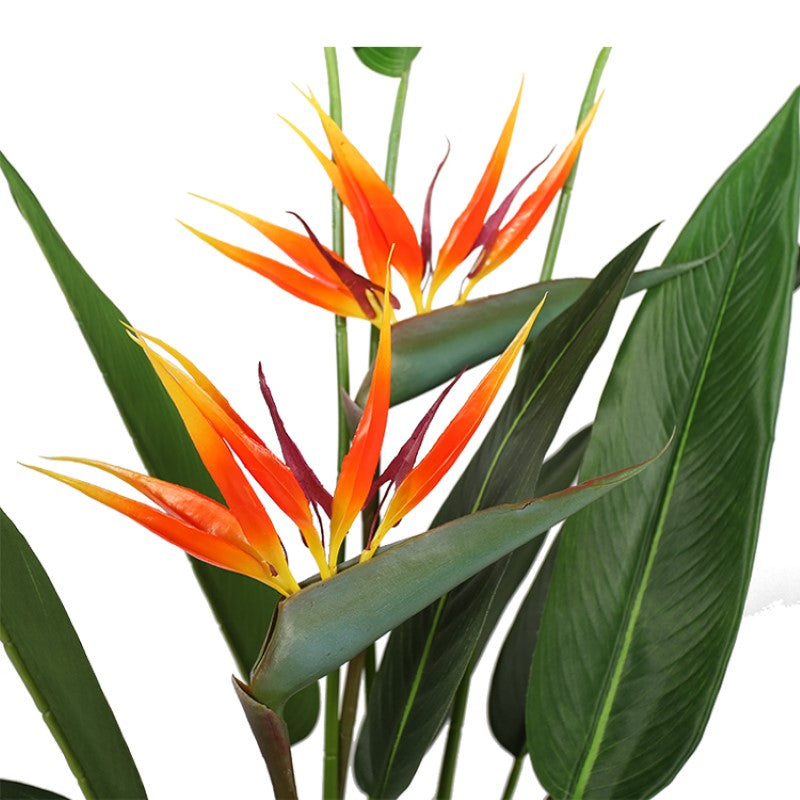 Strelitzia Reginae Home Decor Tropical Tree