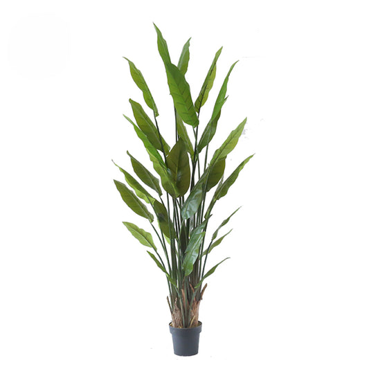 Strelitzia Reginae Plant For Indoor Decor