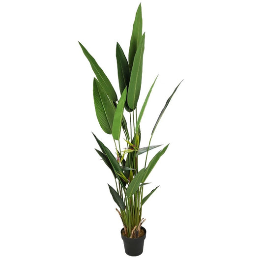 Strelitzia Reginae Plant