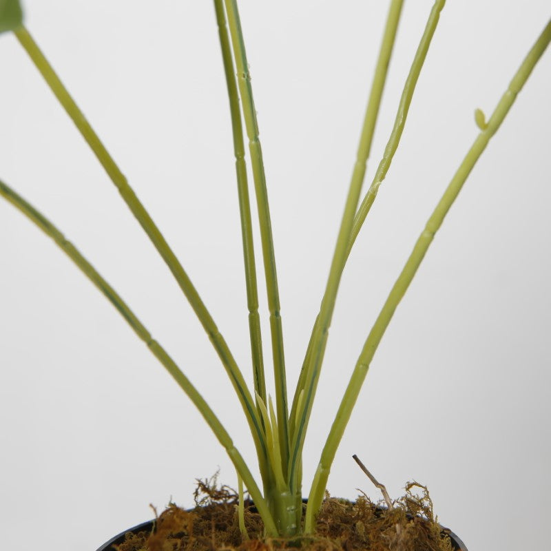 Tabletop Bonsai Decor For Any Space