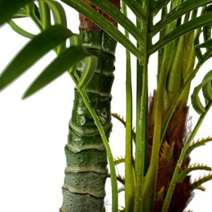 Tall Hawaii Indoor Decoration Plant