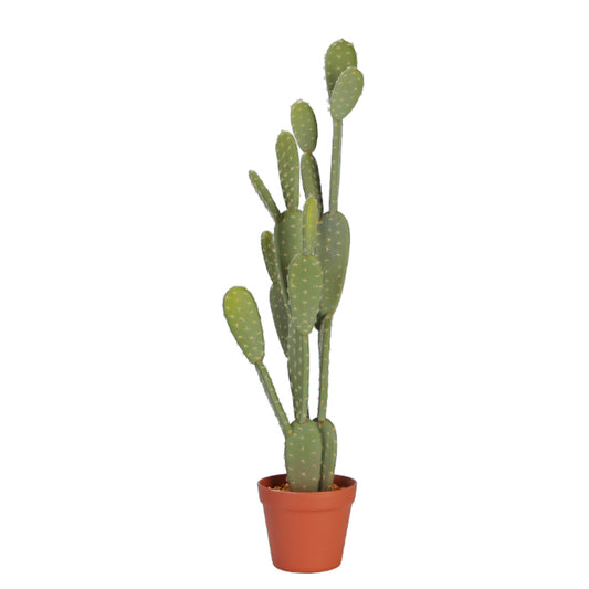 Tall Prickly Pear Cactus