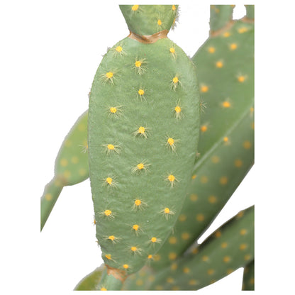 Tall Prickly Pear Cactus