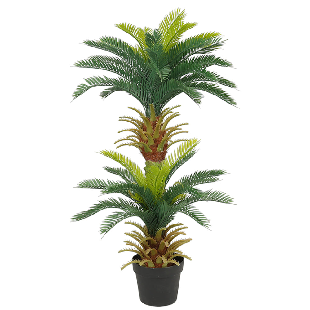 Timeless Sago Cycas Trees