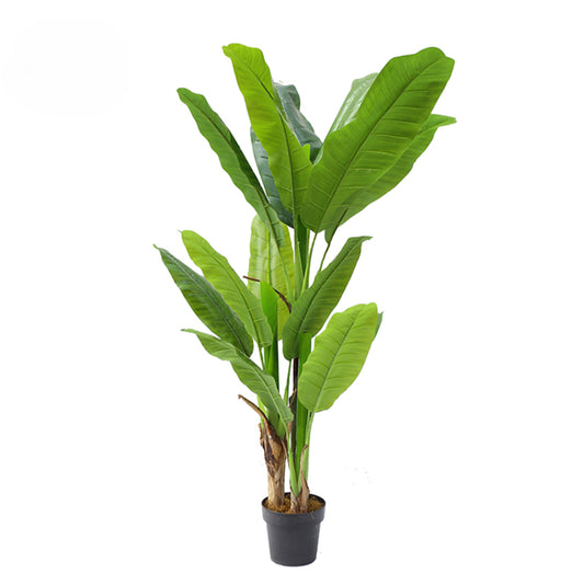 Tropical Banana Leaf Plant