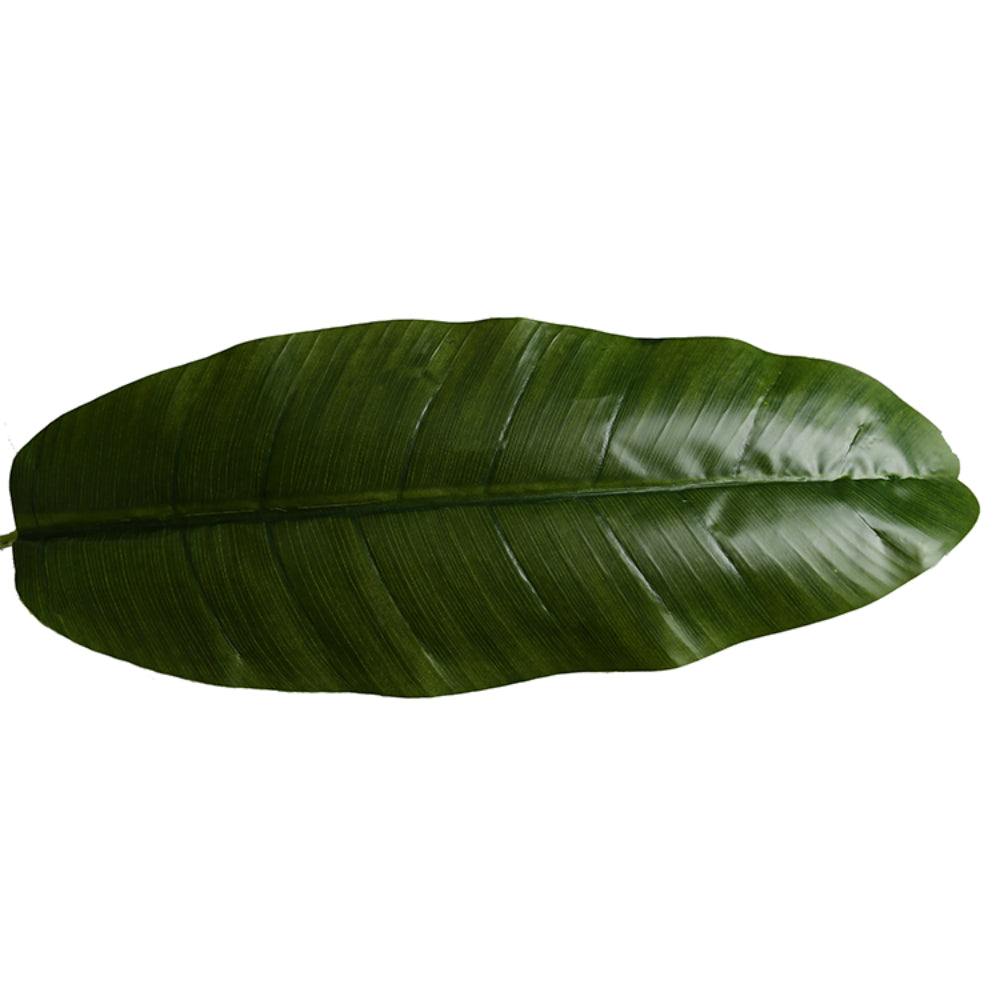 Tropical Banana Leaf Plant