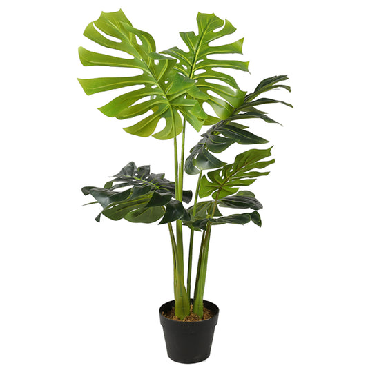 Tropical Elegance Monstera Deliciosa Trees