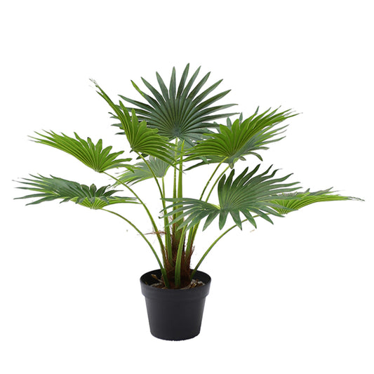 Tropical Fan Potted Plant