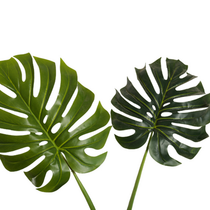 Tropical Monstera Deliciosa Trees