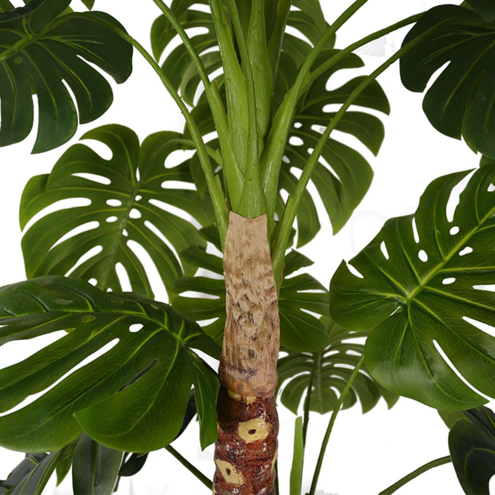 Tropical Monstera Deliciosa Trees