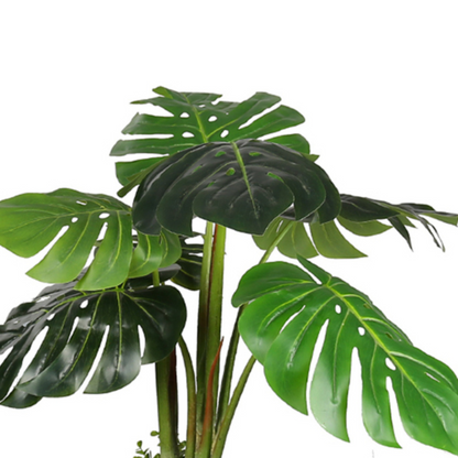 Tropical Monstera Deliciosa Trees