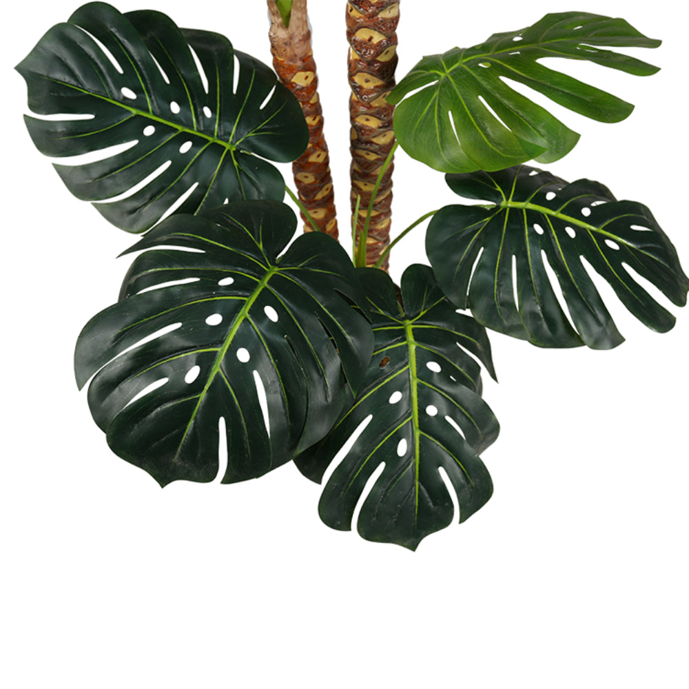 Tropical Monstera Deliciosa Trees