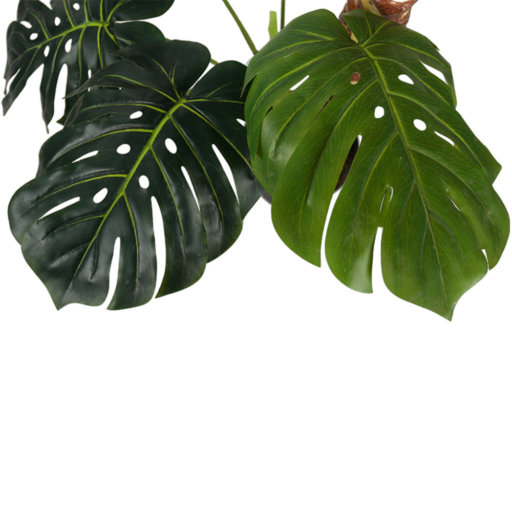 Tropical Monstera Deliciosa Trees