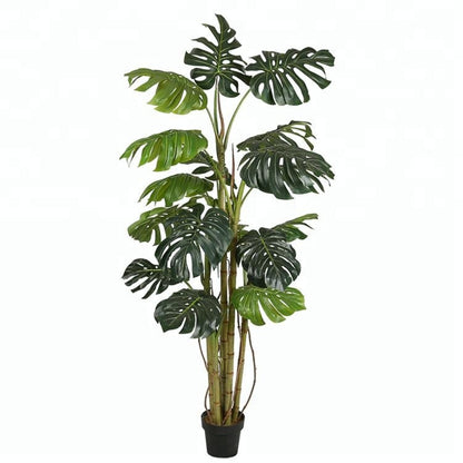 Tropical Paradise With Monstera Deliciosa Trees