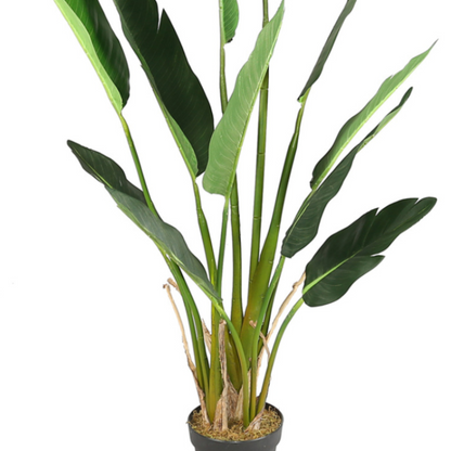 Bird Of Paradise Floor Plant