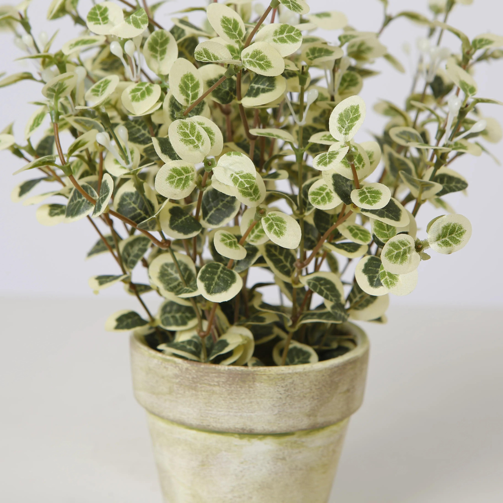 Variegated Eucalyptus Plant