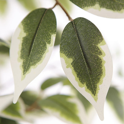 Variegated Ficus Tree For Indoor Decor