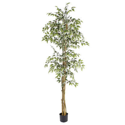 Variegated Ficus Tree For Indoor Decor