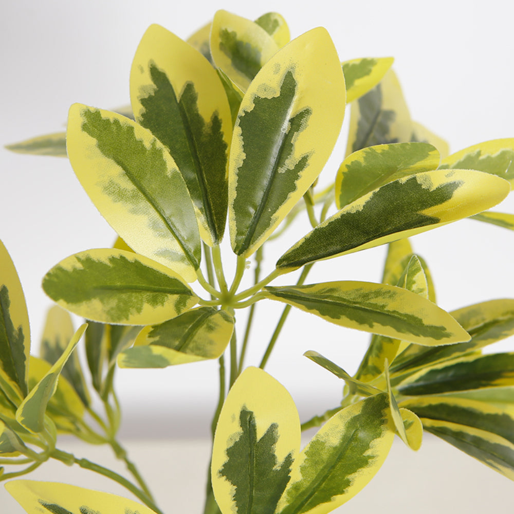 Variegated Schefflera Leaf Branches