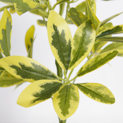 Variegated Schefflera Leaf Branches