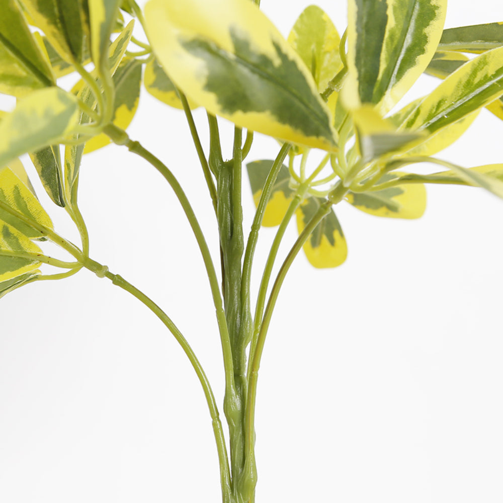 Variegated Schefflera Leaf Branches