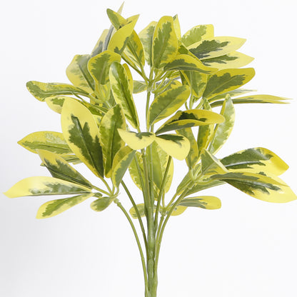 Variegated Schefflera Leaf Branches