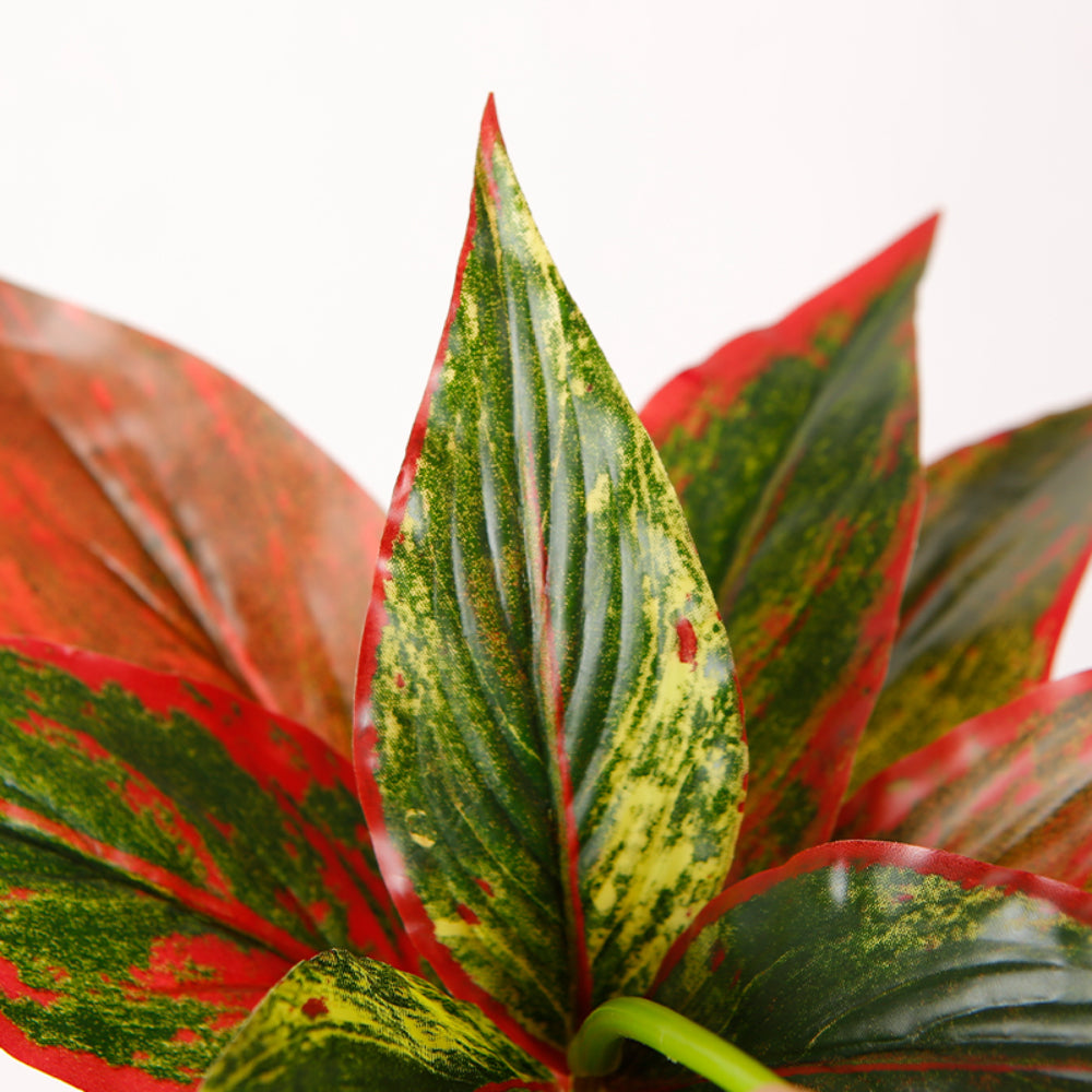 Vibrant Indoor Plant