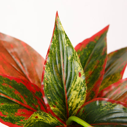 Vibrant Indoor Plant