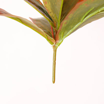 Vibrant Indoor Plant