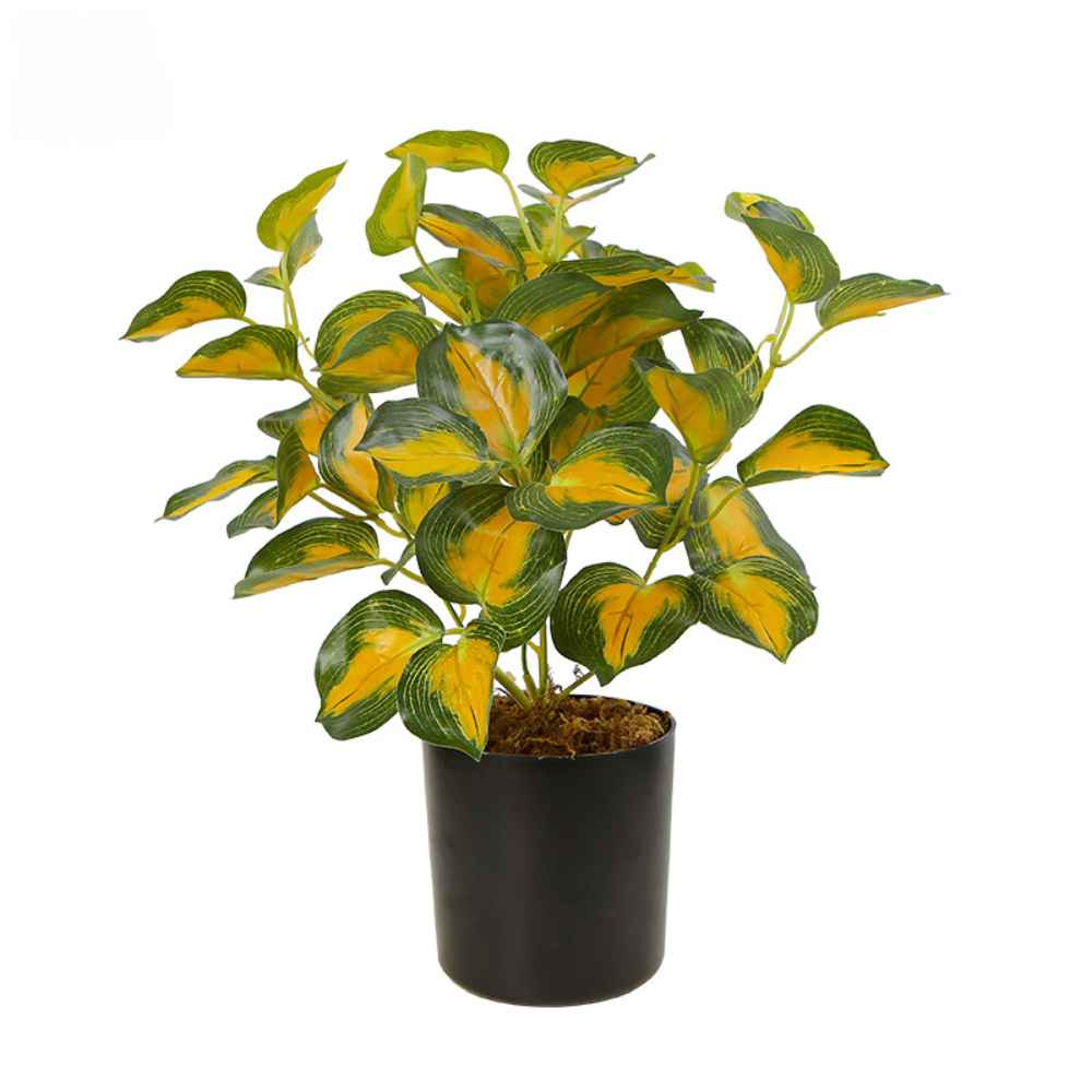 Vibrant Variegated Desktop Plant