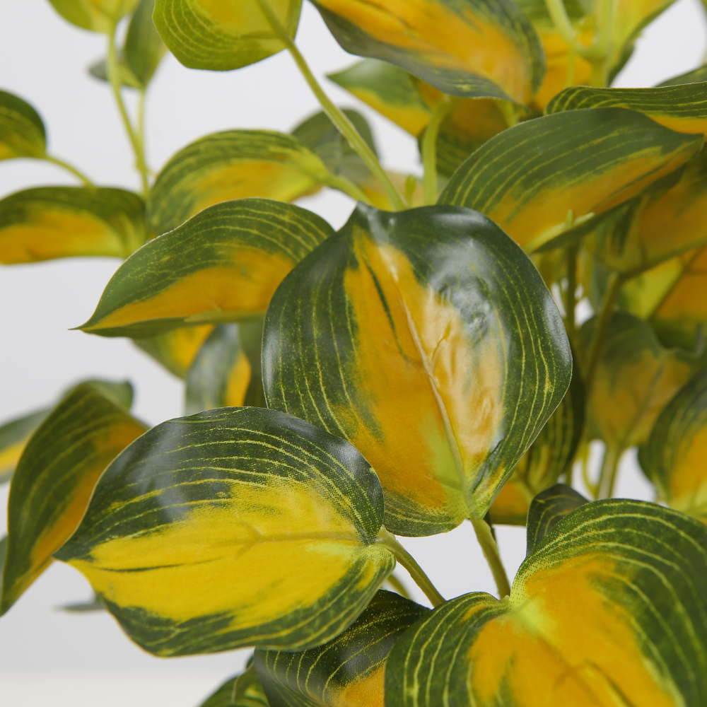 Vibrant Variegated Desktop Plant