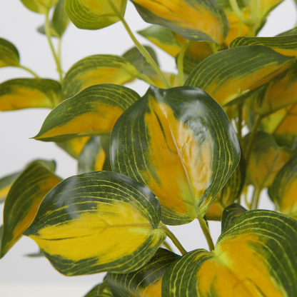 Vibrant Variegated Desktop Plant