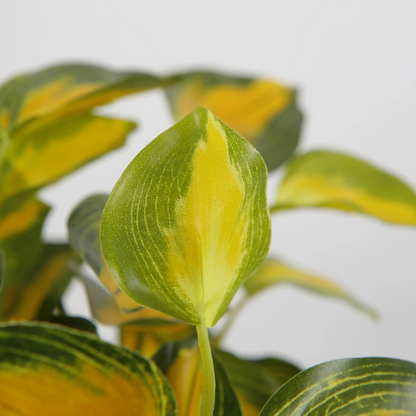 Vibrant Variegated Desktop Plant