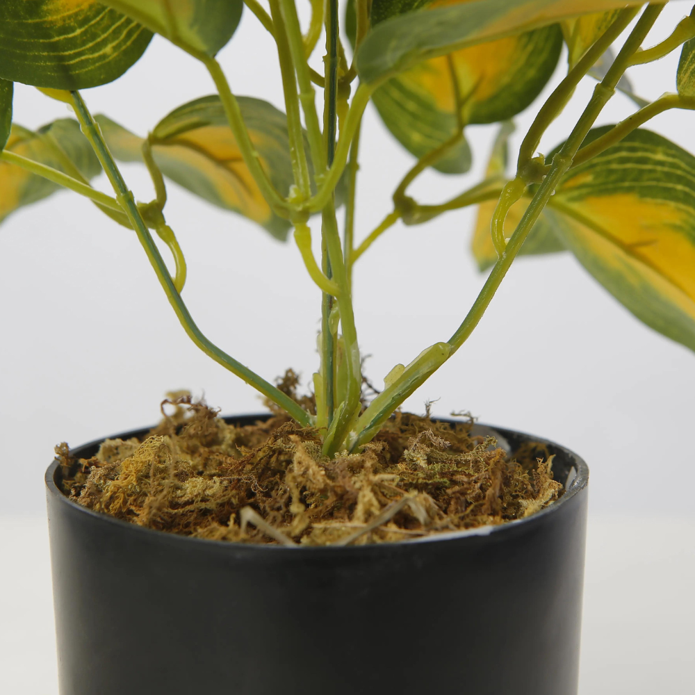 Vibrant Variegated Desktop Plant