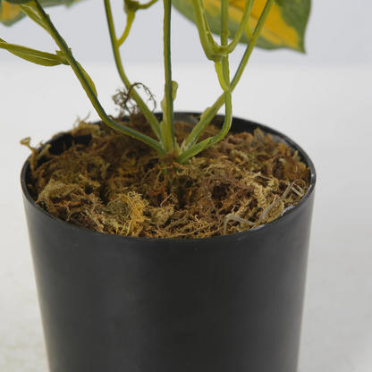 Vibrant Variegated Desktop Plant