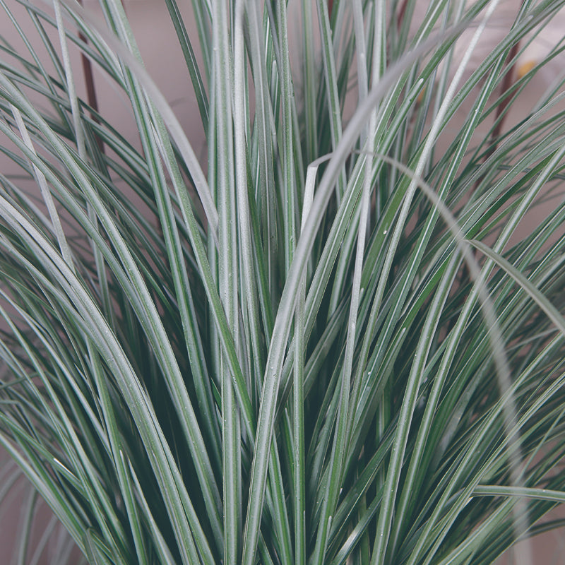 White Reed Plant