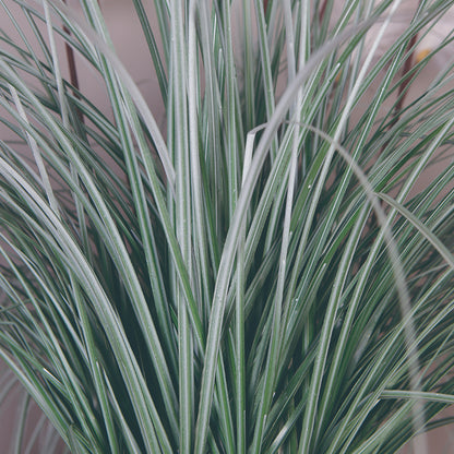 White Reed Plant