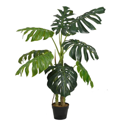 Monstera Deliciosa Bonsai Tree