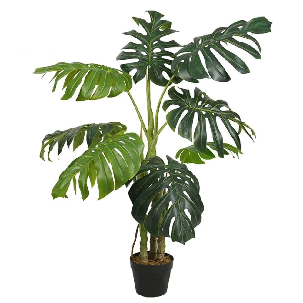 Monstera Deliciosa Bonsai Tree