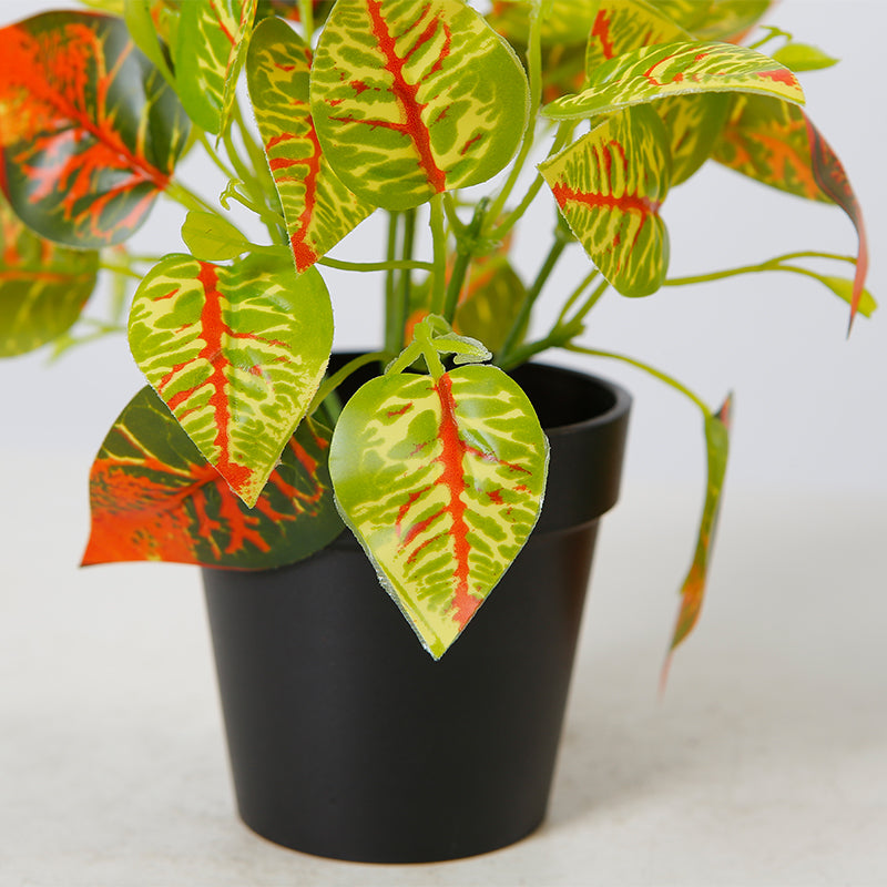 Leaf Bonsai Plant