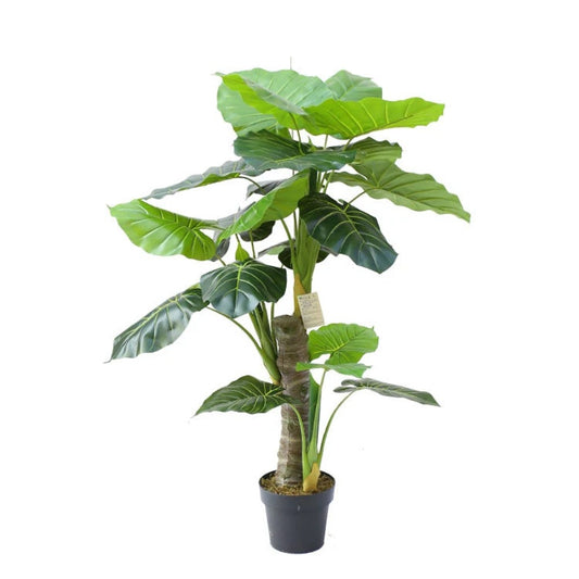 Decorative Alocasia Plant