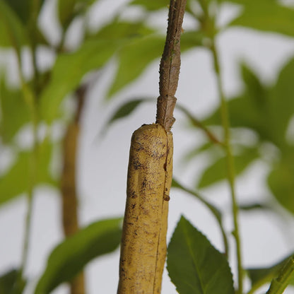 Artificial Japanese Andromeda Plant