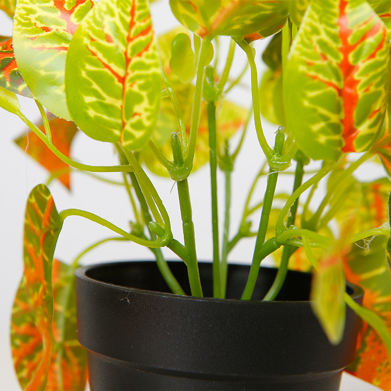 Leaf Bonsai Plant