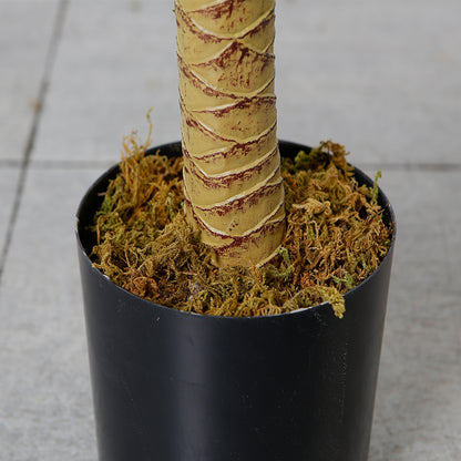 Dracaena Anita Faux Tree For Interior Design