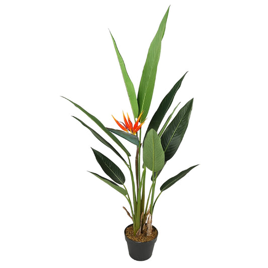 Strelitzia Reginae Plant For Decor Home