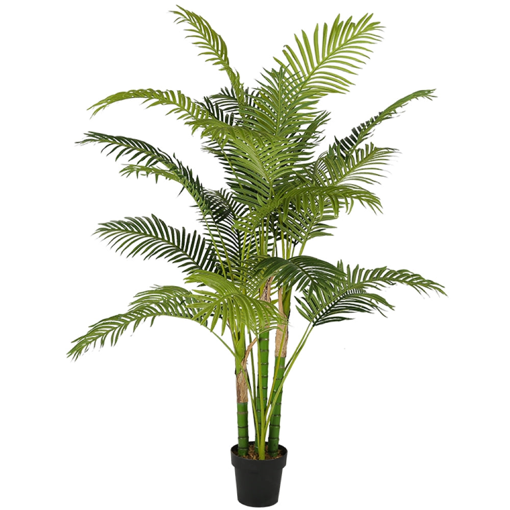 Eco Friendly Hawaii Plants